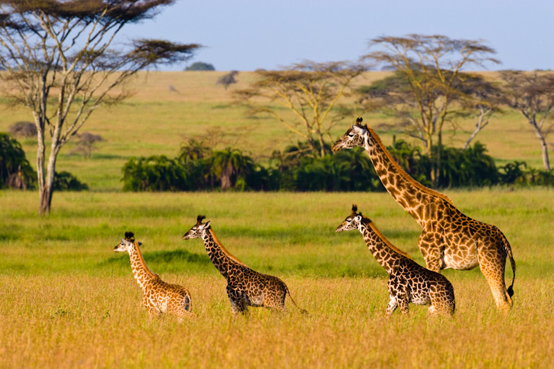 Giraffe Family On Savannah